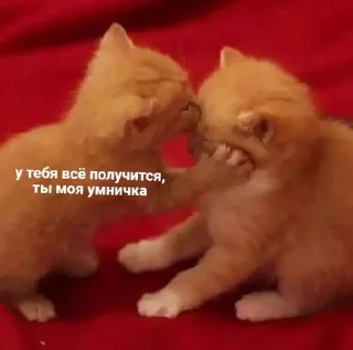 ❤️‍🔥 emoji Мяу Telegram sticker 23 of 29