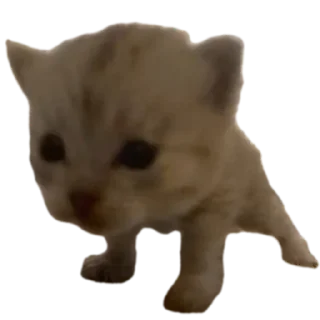 🐱 emoji ичкерия Telegram sticker 8 of 12