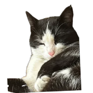 🐱 emoji ичкерия Telegram sticker 9 of 12