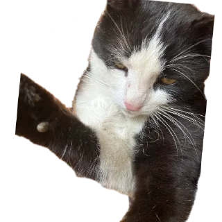 🐱 emoji ичкерия Telegram sticker 10 of 12