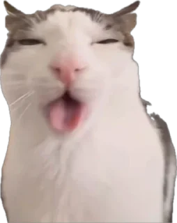 😂 emoji moe’s cats by @offstikbot Telegram sticker 5 of 51