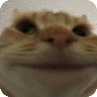 Sticker from Мемные коты (@lckvvv)