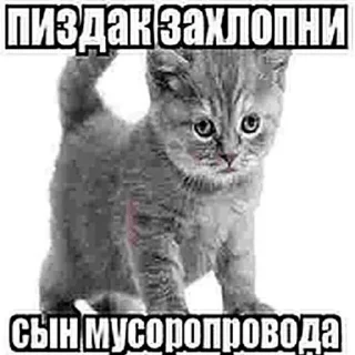 😘 emoji бля буду крабсбургером Telegram sticker 5 of 28