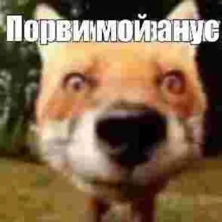 😍 emoji бля буду крабсбургером Telegram sticker 6 of 28