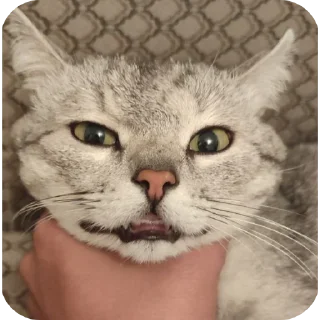 🐱 emoji Modi @Mod1sve Telegram sticker 5 of 44