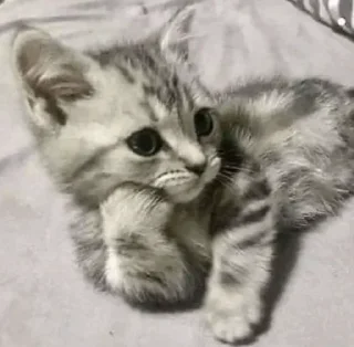 Sticker from милые коты