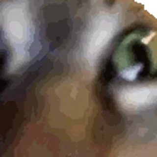 @hey_893 kotiki 😻 cats sticker 4
