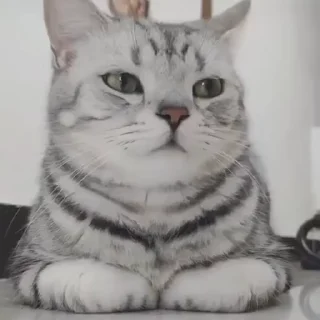 🙂 emoji @hey_893 kotiki 😻 cats Telegram sticker 7 of 109
