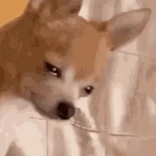 🐕 emoji Doggi Telegram sticker 6 of 49