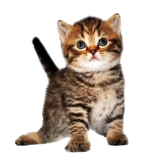 Sticker from Cats 2