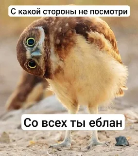 🌟 emoji Ебаные птицы Telegram sticker 7 of 58