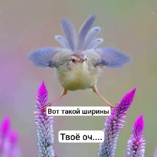 🌟 emoji Ебаные птицы Telegram sticker 8 of 58