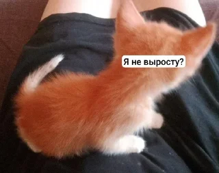 🌟 emoji Ебаные птицы Telegram sticker 15 of 58