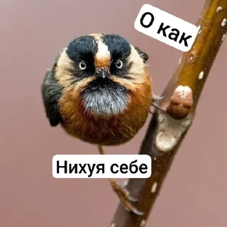 🌟 emoji Ебаные птицы Telegram sticker 6 of 58
