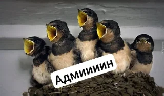 Ебаные птицы sticker 1