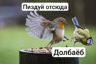 🌟 emoji Ебаные птицы Telegram sticker 9 of 58