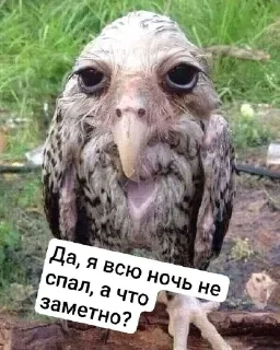 🌟 emoji Ебаные птицы Telegram sticker 20 of 58