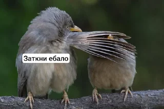 🌟 emoji Ебаные птицы Telegram sticker 14 of 58