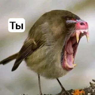 🌟 emoji Ебаные птицы Telegram sticker 16 of 58