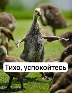 🌟 emoji Ебаные птицы Telegram sticker 22 of 58