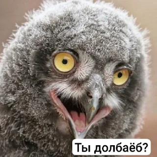 🌟 emoji Ебаные птицы Telegram sticker 10 of 58
