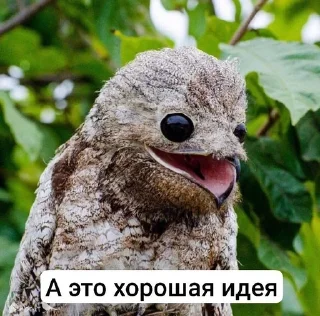 🌟 emoji Ебаные птицы Telegram sticker 23 of 58