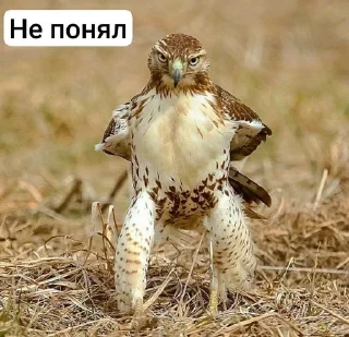 🌟 emoji Ебаные птицы Telegram sticker 17 of 58