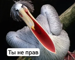 🌟 emoji Ебаные птицы Telegram sticker 24 of 58