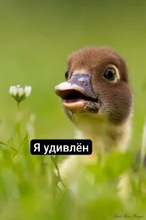 🌟 emoji Ебаные птицы Telegram sticker 21 of 58