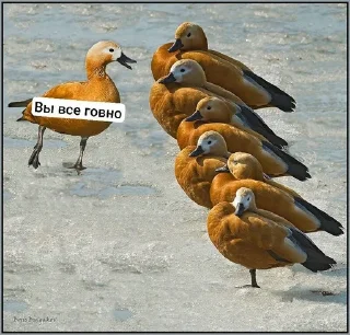 🌟 emoji Ебаные птицы Telegram sticker 13 of 58