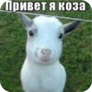 🐶 emoji А ты че Telegram sticker 6 of 99