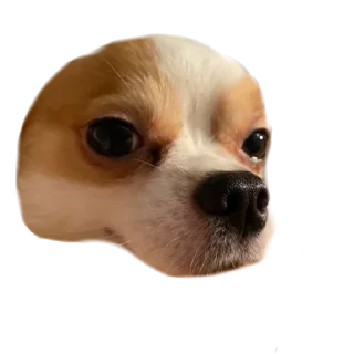 🐻 emoji Шаурма Telegram sticker 19 of 48