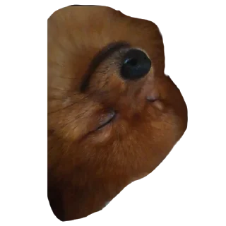 😴 emoji Шаурма Telegram sticker 14 of 48