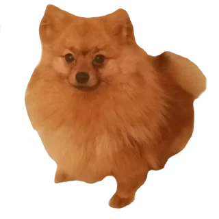 👍 emoji Шаурма Telegram sticker 13 of 48