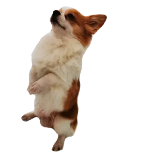 👋 emoji Шаурма Telegram sticker 16 of 48