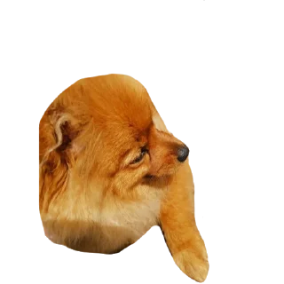 Sticker from Шаурма