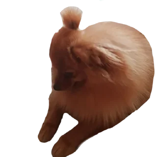 🤩 emoji Шаурма Telegram sticker 11 of 48