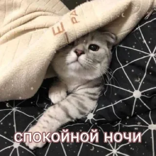 💤 emoji Добр утр спк ночи!<3 Telegram sticker 7 of 30