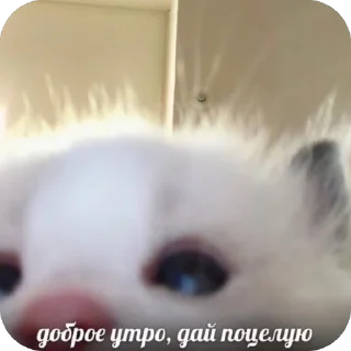 🫥 emoji Добр утр спк ночи!<3 Telegram sticker 24 of 30