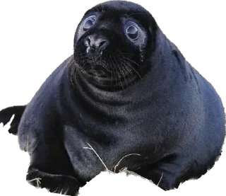 😭 emoji Silly seal Telegram sticker 19 of 33
