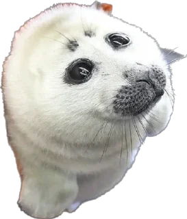 🥺 emoji Silly seal Telegram sticker 7 of 33