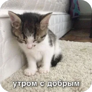 🫥 emoji Добр утр спк ночи!<3 Telegram sticker 23 of 30