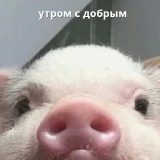 ☀ emoji Доброе утро˙˚ʚ(´◡`)ɞ˚˙ Telegram sticker 13 of 16