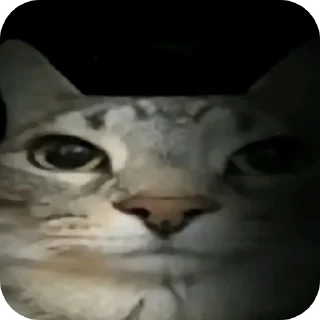 🐱 emoji Кошки правят миром Вобла (feat. Мина) Telegram sticker 17 of 30