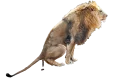 🦁 emoji Shit Telegram sticker 20 of 21