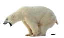 🐻 emoji Shit Telegram sticker 21 of 21
