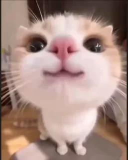 🙂 emoji Cat создатель: @Dasha3Zha ➡️ @Ctikerubot Telegram sticker 6 of 21