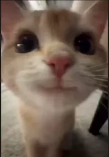 😅 emoji Cat создатель: @Dasha3Zha ➡️ @Ctikerubot Telegram sticker 17 of 21