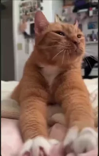 😜 emoji Cat создатель: @Dasha3Zha ➡️ @Ctikerubot Telegram sticker 20 of 21