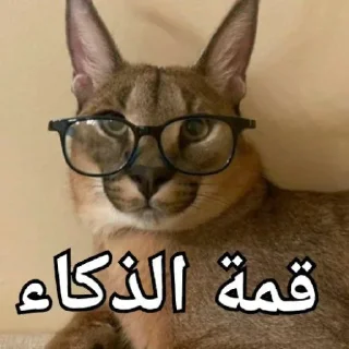 🤓 emoji Floppa Telegram sticker 9 of 50
